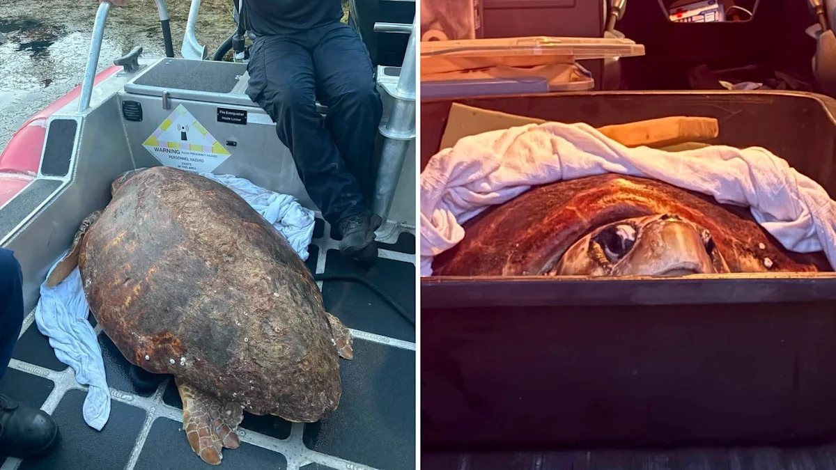 Distressed loggerhead swims erratically off the Florida Keys, then Coast Guard rushes her to care