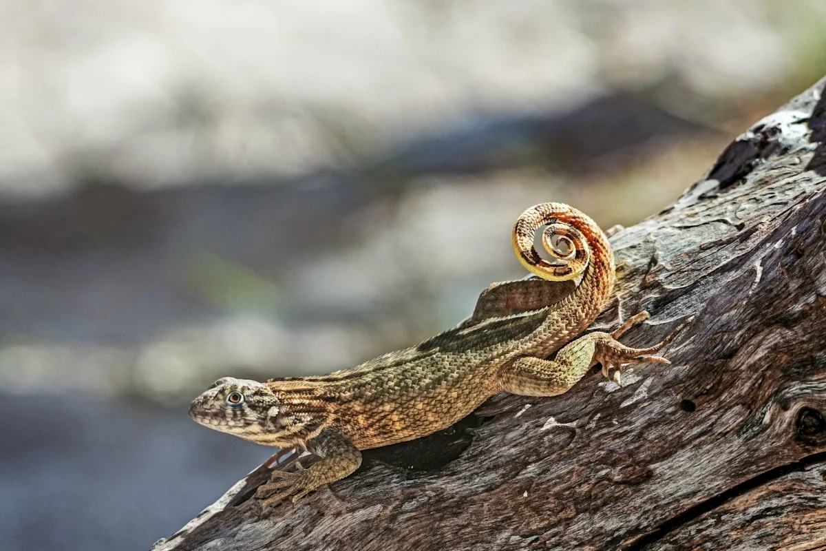 Florida warns residents about invasive curly-tailed lizards spreading north