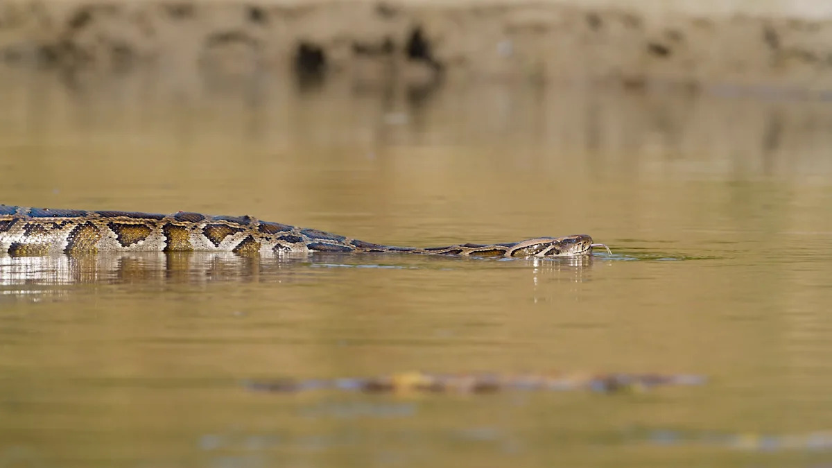 Florida's invasive pythons are spreading north, and finding one is harder than it might seem