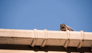 A squirrel in the attic may have sparked the Florida house fire that left a family displaced