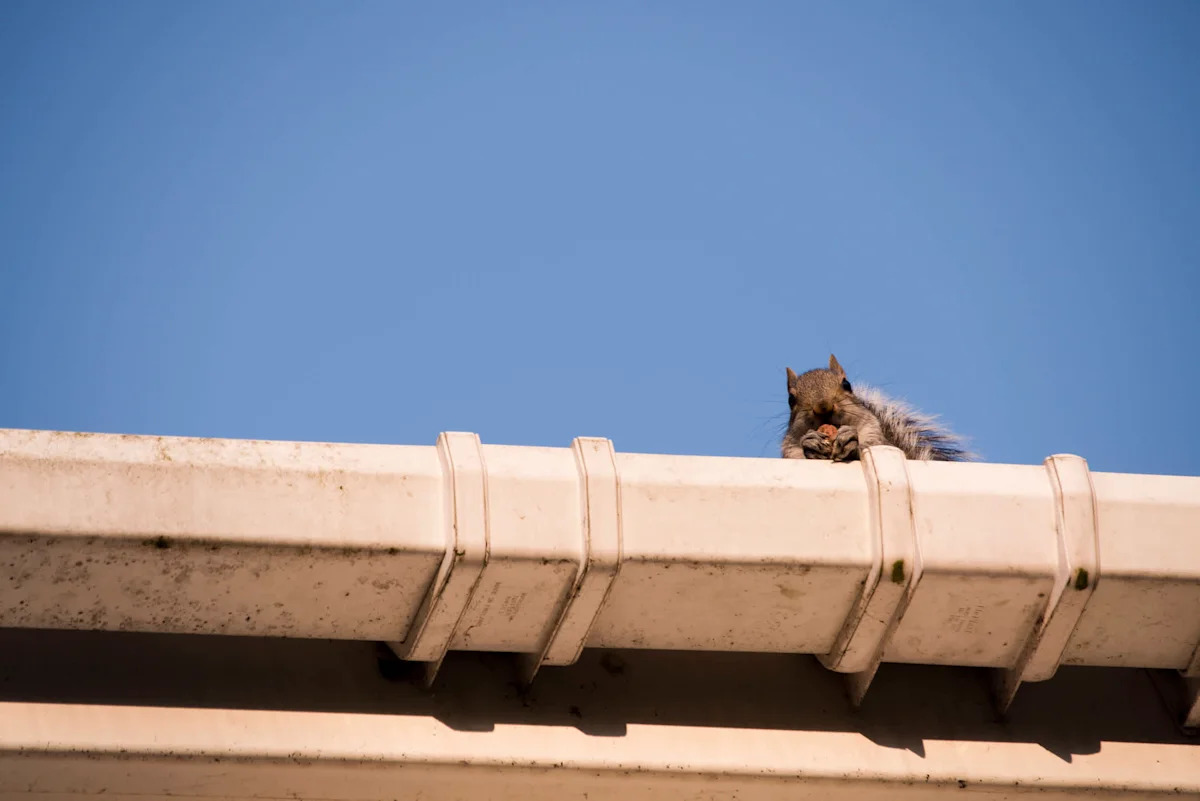 A squirrel in the attic may have sparked the Florida house fire that left a family displaced
