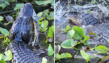 Florida alligator kills and trashes around invasive python in Everglades