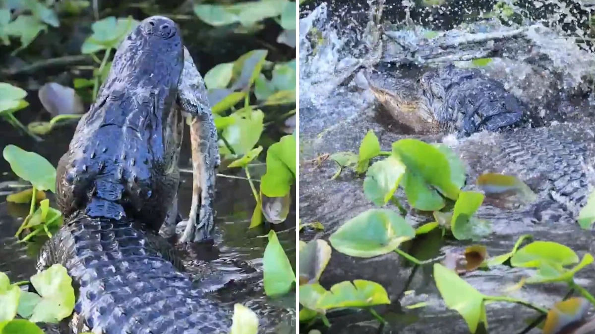 Florida alligator kills and trashes around invasive python in Everglades