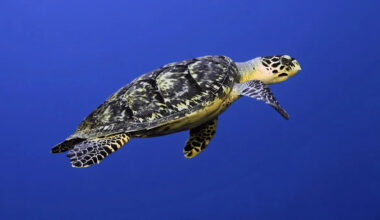 Florida man listed endangered sea turtle shell for $2,700 on Facebook, and now faces a felony