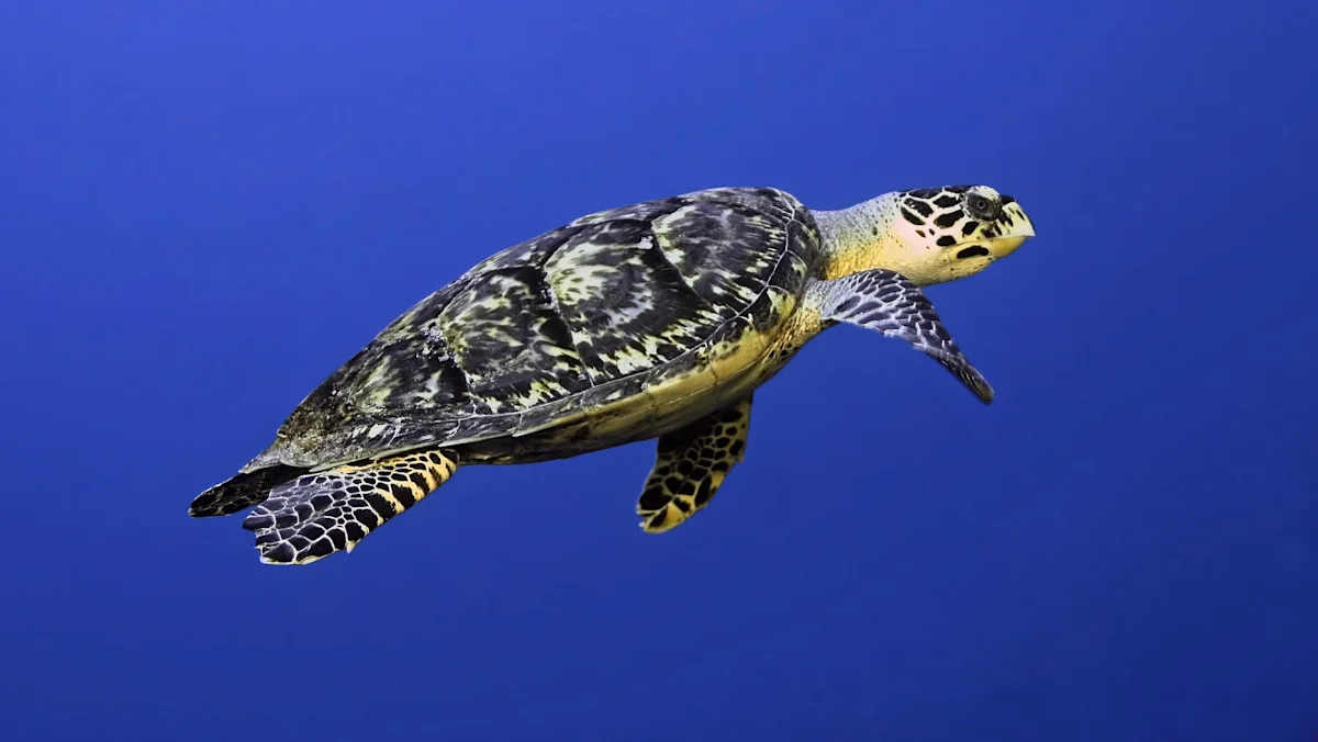Florida man listed endangered sea turtle shell for $2,700 on Facebook, and now faces a felony
