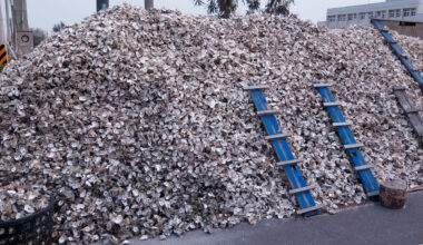 Florida dumped 500,000 tons of old shells into the Gulf, and sandy seafloors came alive