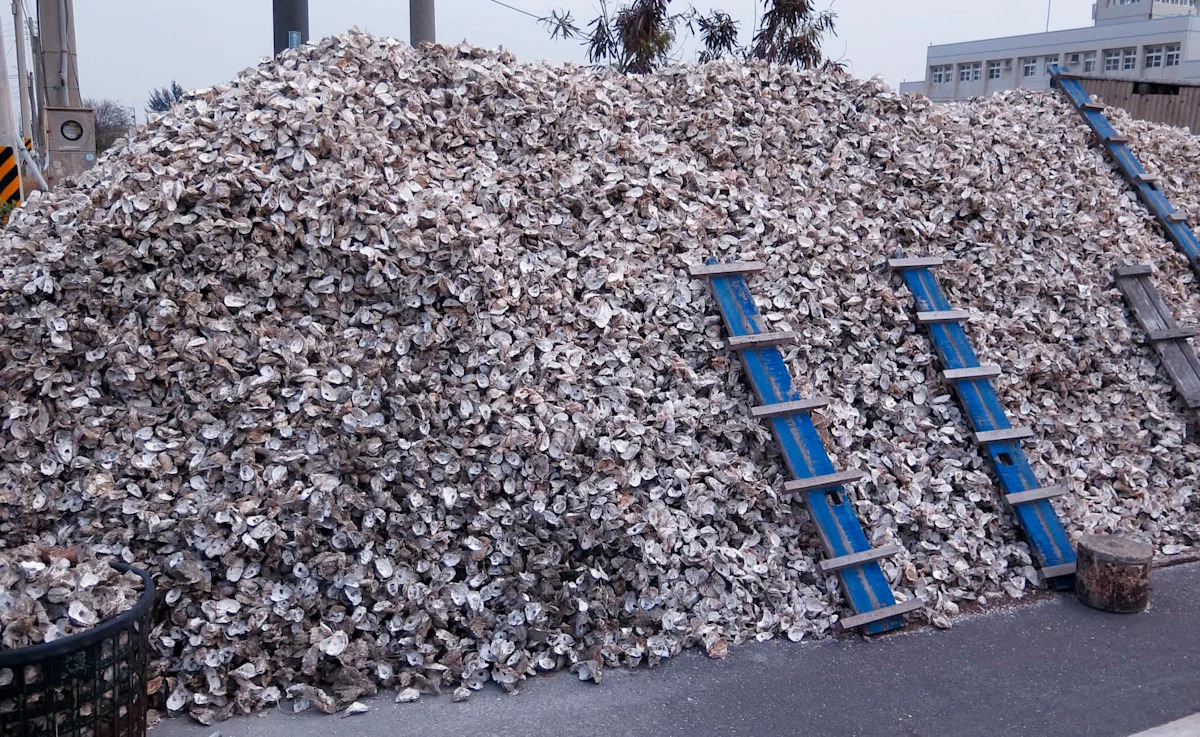 Florida dumped 500,000 tons of old shells into the Gulf, and sandy seafloors came alive