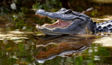 Four Florida alligator attacks reignite a hard truth: Gator bites are deadlier than shark bites