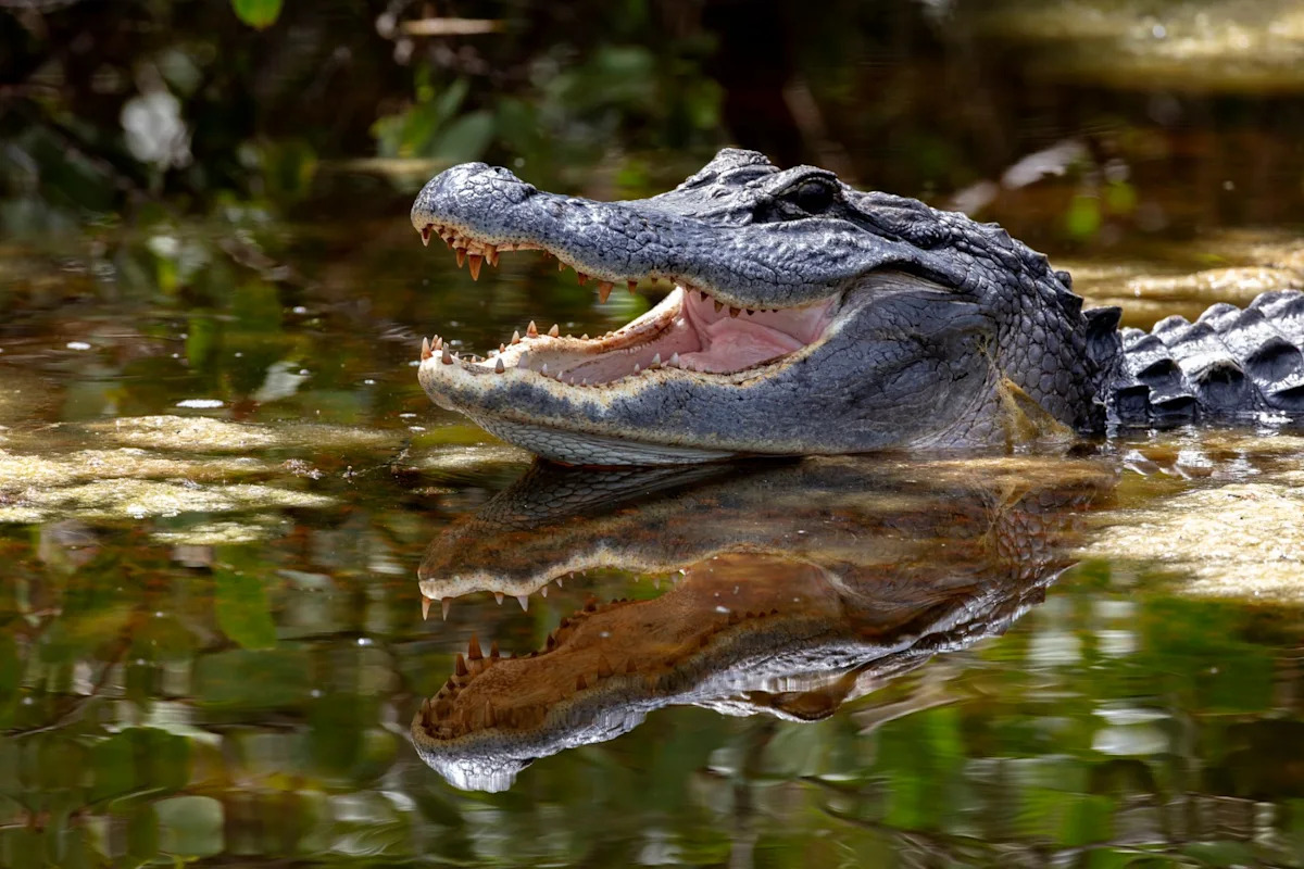 Four Florida alligator attacks reignite a hard truth: Gator bites are deadlier than shark bites