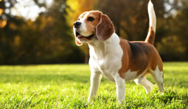 Lost for 10 years, a beagle turns up in Florida, and her late owner's son flies in