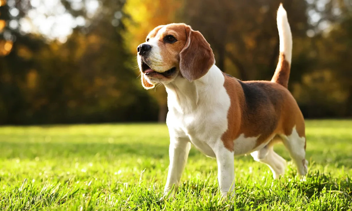 Lost for 10 years, a beagle turns up in Florida, and her late owner's son flies in