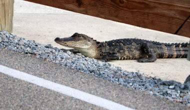 Florida family wakes to nearly 8-foot alligator at front door, fears it could crash inside