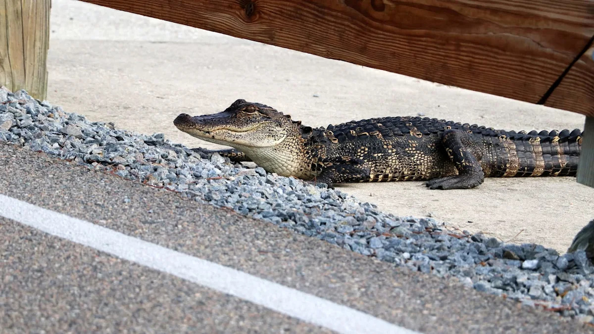 Florida family wakes to nearly 8-foot alligator at front door, fears it could crash inside