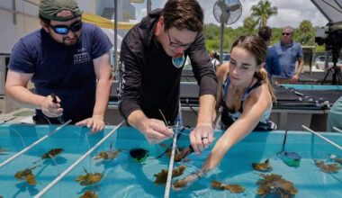 Off South Florida, scientists launch a 'coral shuffle' as reef-killing heat returns