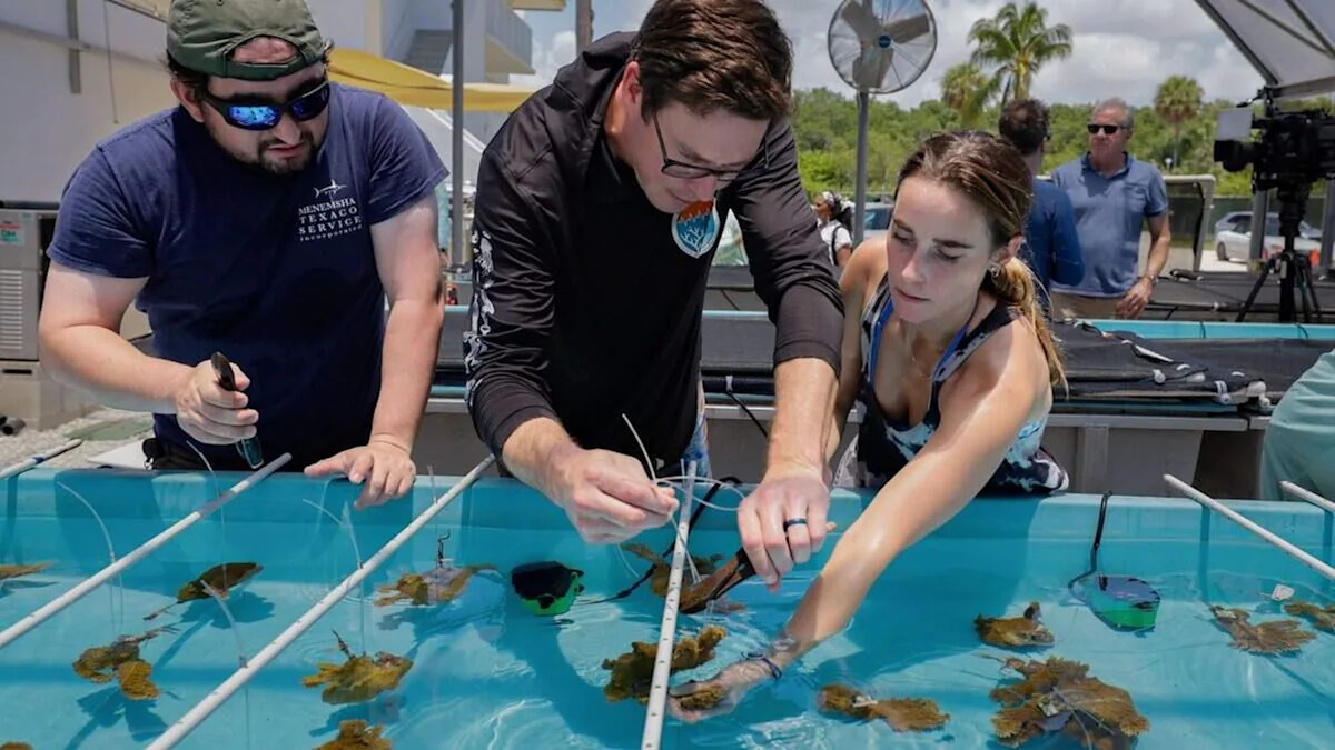 Off South Florida, scientists launch a 'coral shuffle' as reef-killing heat returns