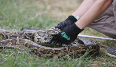 Florida hunters can trade invasive pythons for free snake-topped pizza during annual challenge