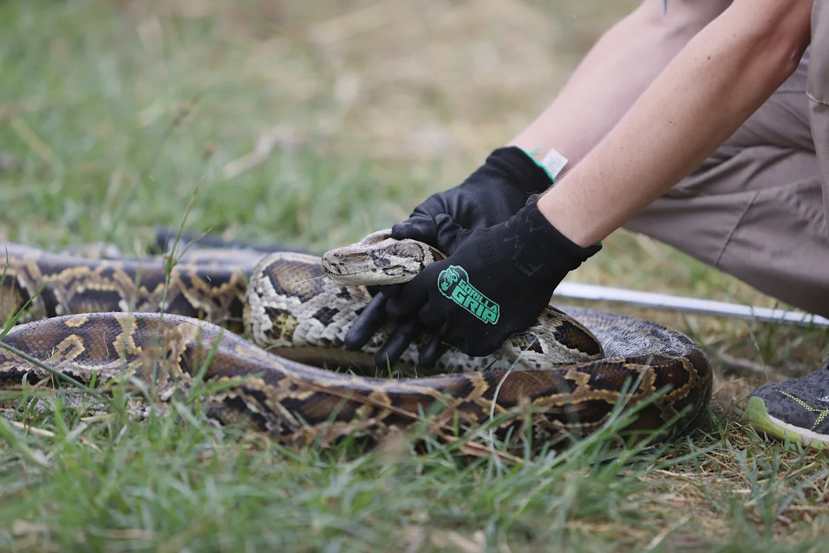 Florida hunters can trade invasive pythons for free snake-topped pizza during annual challenge