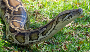 Florida study finds Burmese pythons can swallow deer — and even alligators — whole