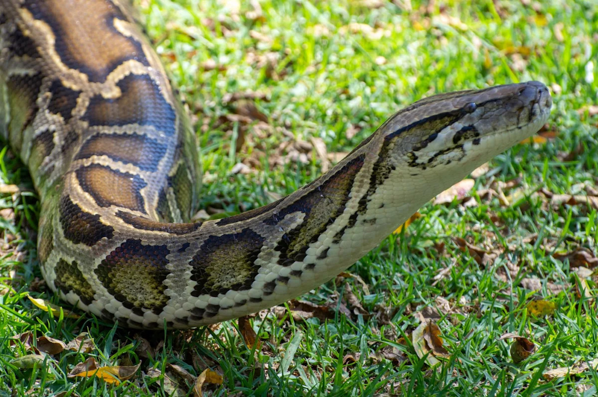 Florida study finds Burmese pythons can swallow deer — and even alligators — whole