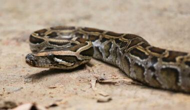 Florida hunter lands one of the state's biggest pythons, a 202-pound female carrying 200 eggs