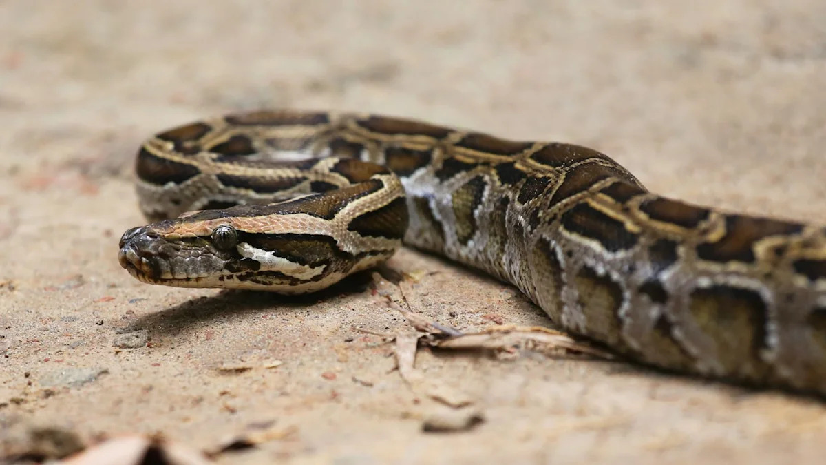 Florida hunter lands one of the state's biggest pythons, a 202-pound female carrying 200 eggs