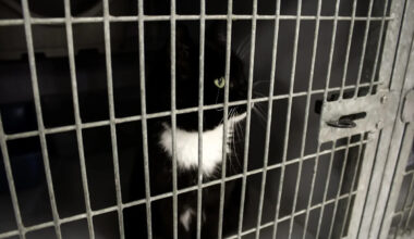 7 months later, a missing Florida cat turns up among 92 animals rescued from hoarding home