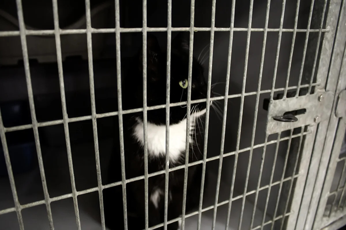 7 months later, a missing Florida cat turns up among 92 animals rescued from hoarding home