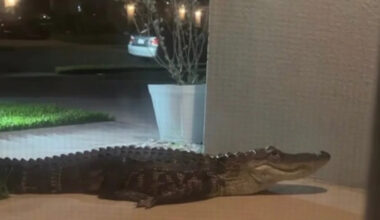Palm Bay, Florida, woman wakes to a 3 a.m. alarm, finds a hissing alligator at her front door