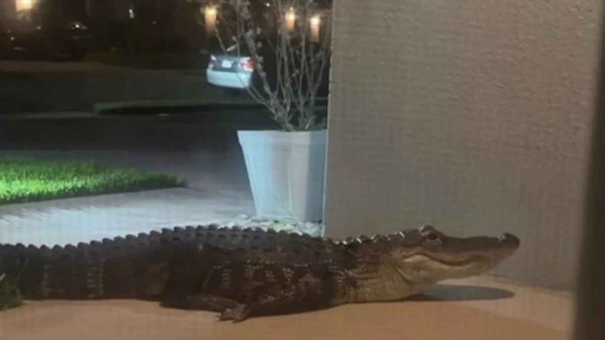 Palm Bay, Florida, woman wakes to a 3 a.m. alarm, finds a hissing alligator at her front door