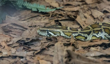 Florida Everglades python hunting looks easy online, until 8 hours pass before a 7-foot catch