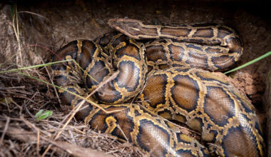 Florida trackers bushwhack through swarming bugs to reach 10-foot python guarding her eggs