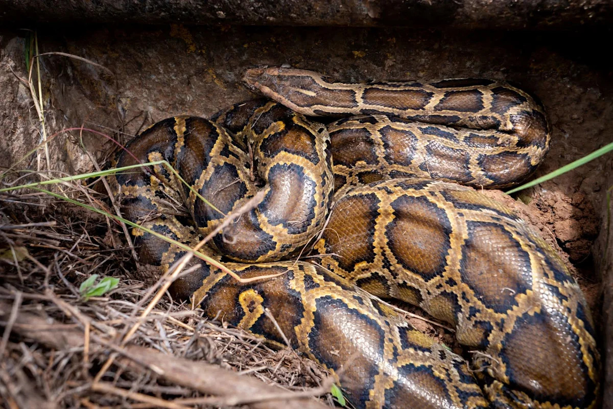 Florida trackers bushwhack through swarming bugs to reach 10-foot python guarding her eggs