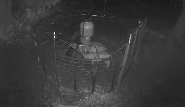 Florida hog trapper pulls 5 invasive hogs from one yard, then another from a tree farm