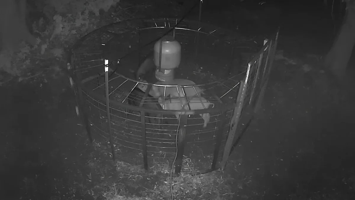 Florida hog trapper pulls 5 invasive hogs from one yard, then another from a tree farm