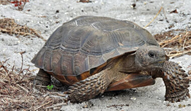 Florida's gopher tortoise is now critically endangered after populations fell more than 80%
