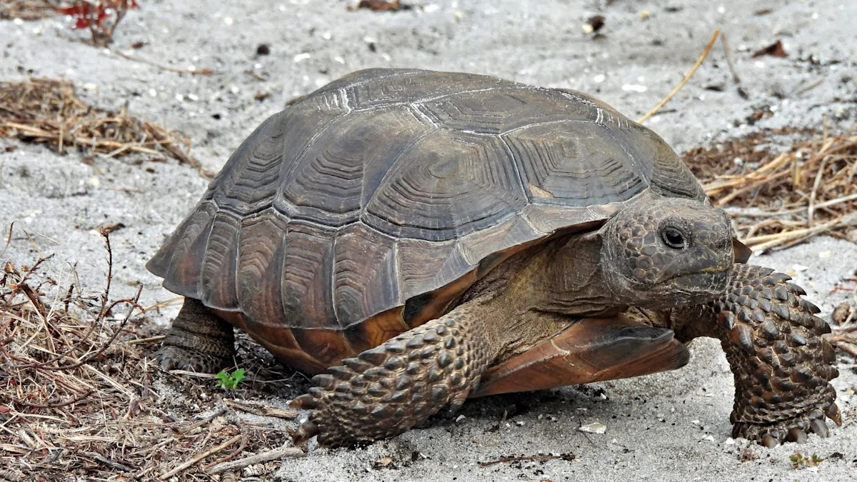 Florida's gopher tortoise is now critically endangered after populations fell more than 80%