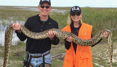 Florida hunters chase $25,000 bounty as invasive pythons ravage Everglades wildlife