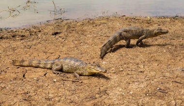Florida Everglades' invasive spectacled caiman tightens foothold, threatening restoration efforts