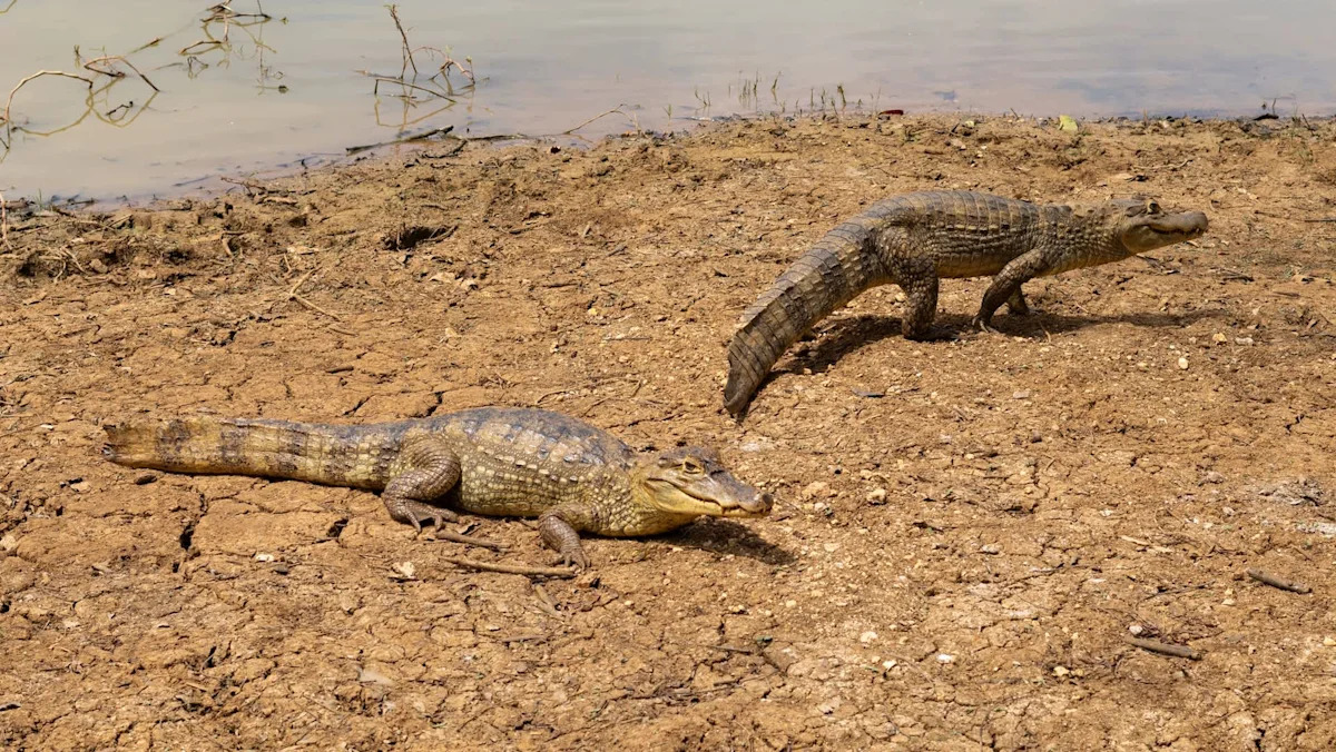 Florida Everglades' invasive spectacled caiman tightens foothold, threatening restoration efforts