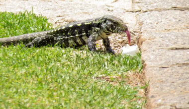 Florida deploys 'Baby Bird' against Argentine tegus raiding sea turtle, alligator, and bird nests