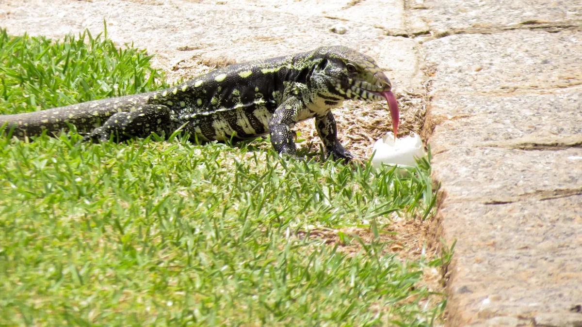 Florida deploys 'Baby Bird' against Argentine tegus raiding sea turtle, alligator, and bird nests