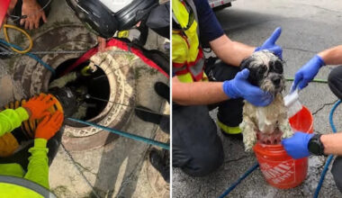 Florida firefighters pull dog from 10-foot raw sewage pit, then reunite it with its owner