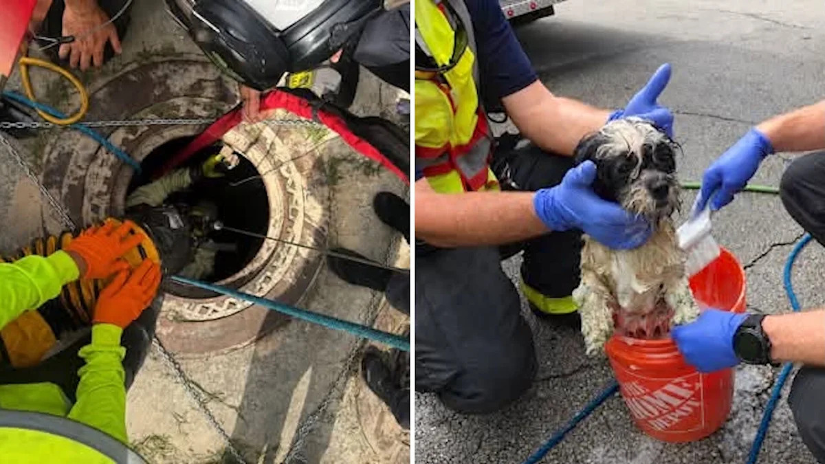 Florida firefighters pull dog from 10-foot raw sewage pit, then reunite it with its owner