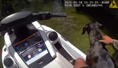 Florida deputy rescues tangled dog from river, and she still won't let go of her stick
