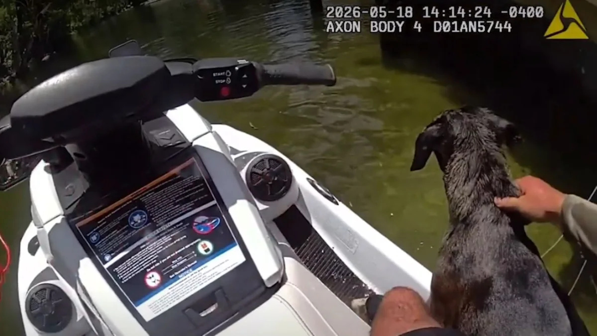 Florida deputy rescues tangled dog from river, and she still won't let go of her stick