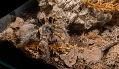 Florida man gets out of jail, and deputies say his tarantula collection had been stolen and sold