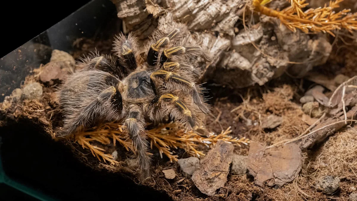 Florida man gets out of jail, and deputies say his tarantula collection had been stolen and sold