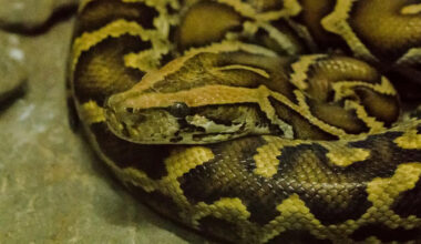 Florida python team logs first 'four-ton' season after removing record 177 snakes