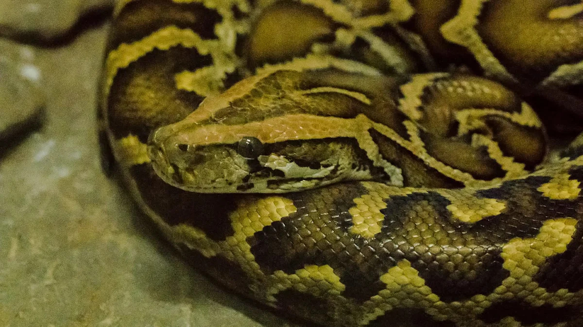 Florida python team logs first 'four-ton' season after removing record 177 snakes