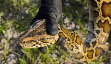 Burmese pythons are now 'established' in western Charlotte County, Florida officials say